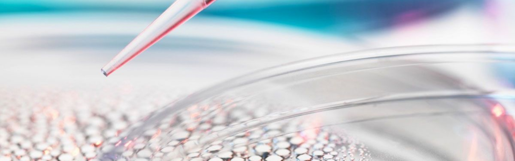 Coltura degli embrioni fino allo stadio di Blastocisti