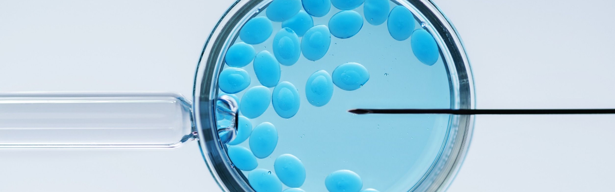 Congelamento e scongelamento embrionario