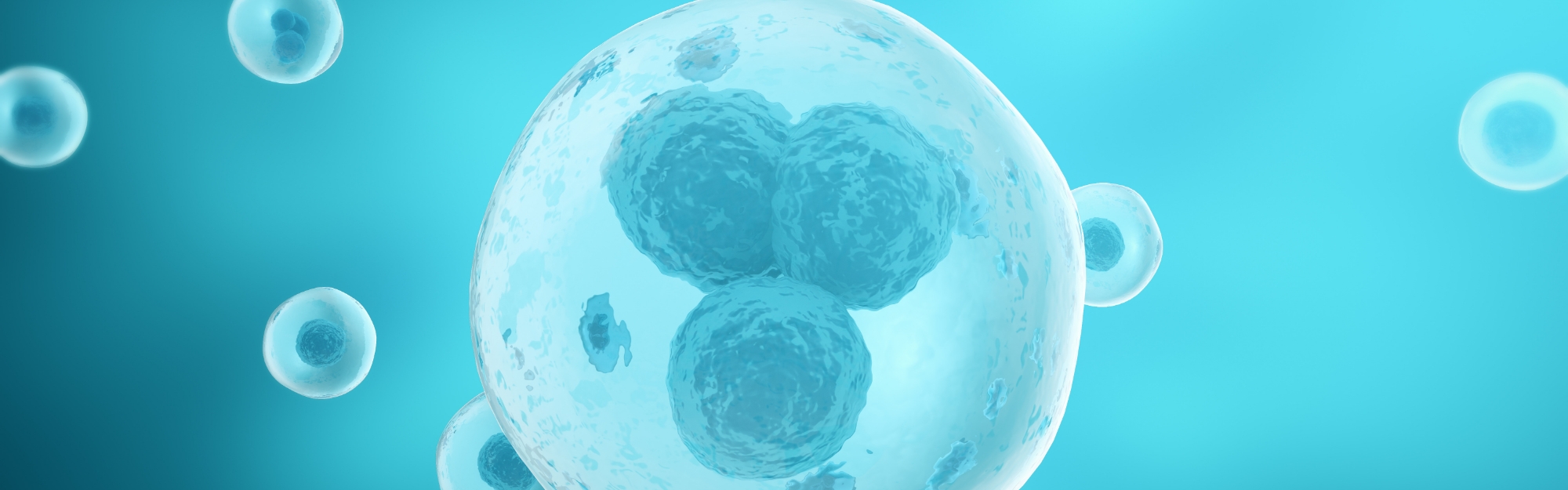 Ecografia e trasferimento dell’embrione